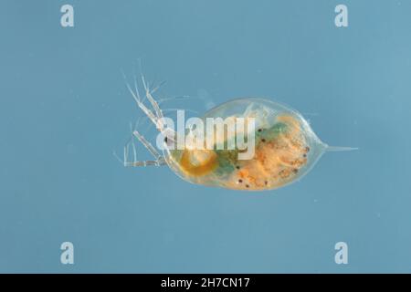 Gewöhnlicher Wasserfloh (vgl. Daphnia pulex), Weibchen mit Jungtieren in der Zuchtkammer, Deutschland Stockfoto