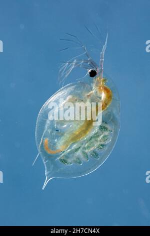 Gewöhnlicher Wasserfloh (Daphnia spec.), Weibchen mit Zysten in seiner Bruthöhle, Deutschland, Bayern Stockfoto