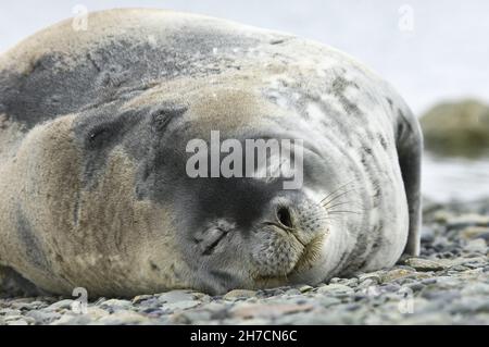 Weddellrobbe (Leptonychotes weddelli), schläft am Strand, Antarktis, King George Island Stockfoto