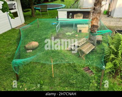 Inländisches Guinea-Schwein (Cavia aperea f. porcellus, Cavia porcellus), Freigehege im Garten, Deutschland Stockfoto