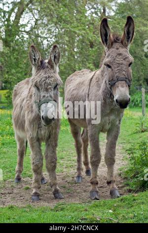 Hausesel (Equus asinus asinus), zwei Esel im Freigehege, Deutschland Stockfoto