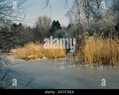 Winterlandschaft in der Amper Hochwasserebene bei Moosburg, Deutschland, Bayern Stockfoto