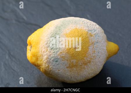 Zitrone (Citrus limon), schimmelige Zitrone Stockfoto