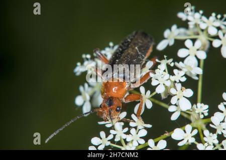 Gemeiner kantariden, gemeiner Soldatenkäfer (Cantharis fusca), sitzt auf einem Blütenstand, Deutschland Stockfoto