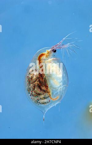 Gewöhnlicher Wasserfloh (Daphnia spec.), Weibchen mit Jungtieren in seiner Bruthöhle, Deutschland, Bayern Stockfoto