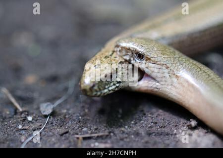 Europäischer langsamer Wurm, Blindwurm, langsamer Wurm (Anguis fragilis), Paarungsbiss in den Kopf, Deutschland Stockfoto
