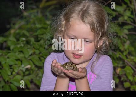 Europäische Kröte (Bufo bufo), kleines Mädchen mit Zahnlücke, das vorsichtig eine Kröte in den Händen hält, Deutschland Stockfoto