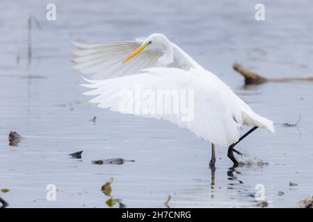 Silberreiher, Silberreiher (Egretta alba, Casmerodius albus, Ardea alba), Shoos Beutefische im Flachwasser mit ausgestreckten Flügeln, Deutschland, Stockfoto