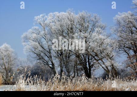 Winterlandschaft in der Amper Hochwasserebene bei Moosburg, Deutschland, Bayern Stockfoto