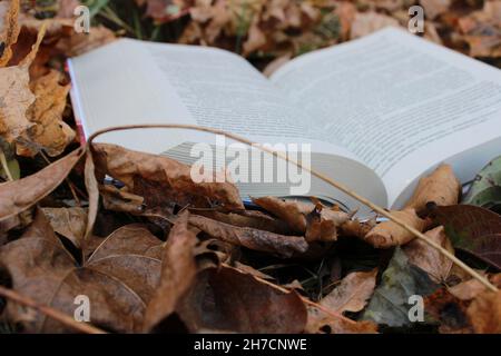 Ein offenes Buch im Wald. Herbstblätter neben Büchern. Bücher zum Lesen. Herbst die schönste Jahreszeit Stockfoto