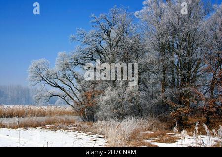 Winterlandschaft in der Amper Hochwasserebene bei Moosburg, Deutschland, Bayern Stockfoto