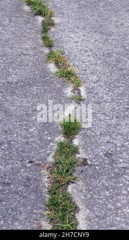 Gras wächst aus einem Riss in einer Betonplatte, Deutschland Stockfoto
