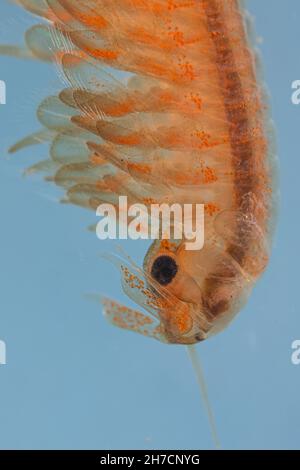 Makrokrebse, Anostraca (Tanymastix stagnalis), Kopf und Beine des Weibchens, Detail, Deutschland, Bayern Stockfoto