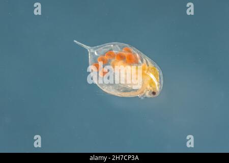 Gewöhnlicher Wasserfloh (Daphnia spec.), Weibchen mit Eiern in seiner Bruthöhle, Deutschland, Bayern Stockfoto