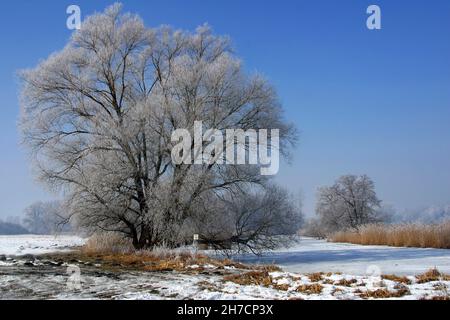 Winterlandschaft in der Amper Hochwasserebene bei Moosburg, Deutschland, Bayern Stockfoto