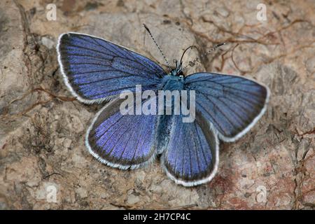 mazarinblau (Polyommatus semiargus, Cyaniris semiargus), Männchen sitzt auf einem Stein, Deutschland Stockfoto