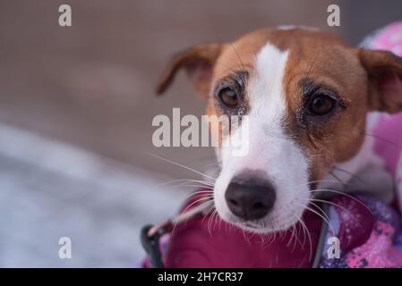 Gefrorener Hundejacker russell Terrier im Winter auf der Straße Stockfoto