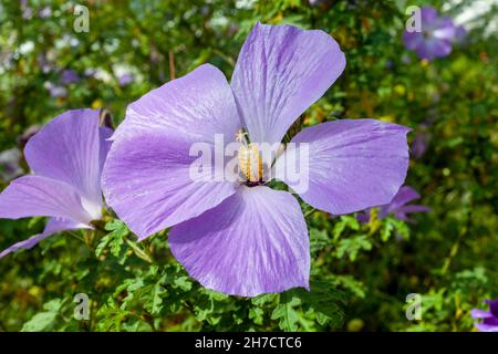 Alyogyne huegelii eine purpurne Blumenpflanze, die auf dem Küstenstreifen von West-Australien gefunden wurde und allgemein als Lilac Hibiscus bekannt ist, Stockfoto Stockfoto