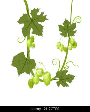 Hop. Ein Zweig mit Bogenblättern und Kegeln. Schlaffe Triebe mit Blättern. Wilde Natur. Flache Illustration. Vektor. Stock Vektor