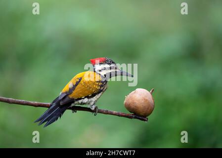 Black-Rumpfed Flameback, Dinopium Benghalense, Bangalore, Karnataka, Indien Stockfoto