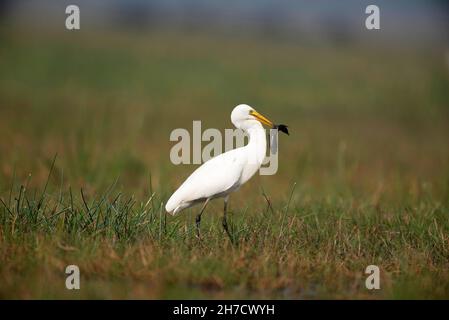 Reiher, Ardea Alba, Fisch Essen, Mangalajodi, Tangi, Odhisa, Indien Stockfoto