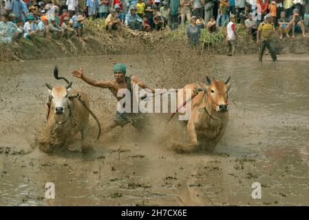 INDONESIEN, WEST-SUMATRA, 2019. Februar, PACU jawi ein traditionelles Bullenrennen. Jockey steht auf einem Holzpflug Stockfoto