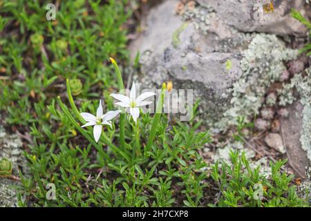 Ornithogalum Pflanze blüht in der Nähe von moosigen Stein. Es nannte auch Stern von bethlehem oder Graslilie Stockfoto