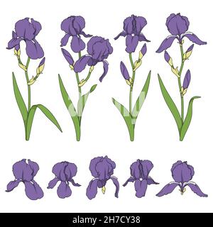 Satz von farbigen Abbildungen mit lila Irisblüten. Isolierte Vektorobjekte auf weißem Hintergrund. Stock Vektor