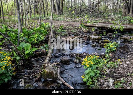 Slow-Shutter auf einem wunderschönen Bach und einer Brücke mit Sumpfmarmelohren und Skunk-Kohl, die am Rand wachsen. Aufgenommen im Wald entlang der Indianhead TR Stockfoto