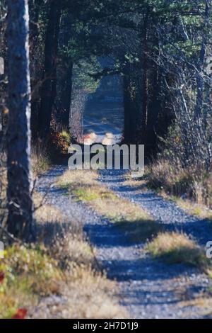 Schöner Tauch aus Pinien auf einer Landstraße durch Wald im Herbst. Naturschutz, Forstwirtschaft und Reisekonzepte Stockfoto