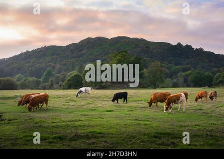 Kühe, Blick auf einen ruhigen Sommerabend, an dem Kühe auf einem Feld in der Nähe des Lake Windermere im Lake District, Cumbria, England, Großbritannien, grasen Stockfoto