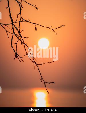 Leuchtend orange untergehende Sonne, eingerahmt von einem Ast von Bäumen. Landschaftlich schöner Sonnenuntergang am Meer. Sonnenlicht reflektiert im Wasser. Traumhafter Himmel. Morgenaufgang Dämmerung Stockfoto