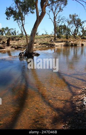 River Rotes Zahnfleisch wächst im Hugh River Stockfoto