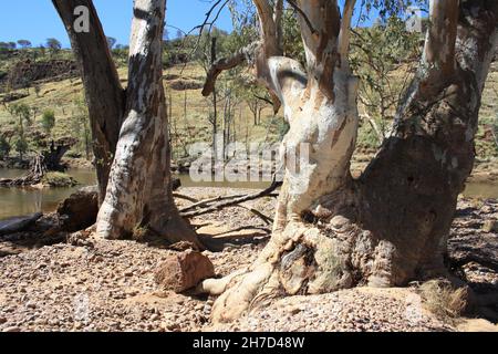 River Rotes Zahnfleisch wächst im Hugh River Stockfoto