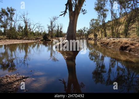 River Rotes Zahnfleisch wächst im Hugh River Stockfoto