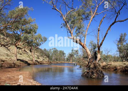 River Rotes Zahnfleisch wächst im Hugh River Stockfoto