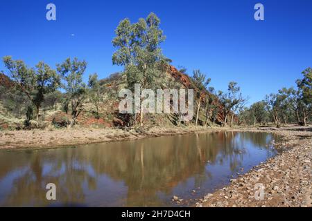 River Rotes Zahnfleisch wächst im Hugh River Stockfoto
