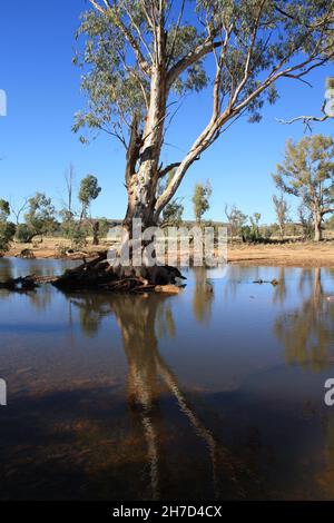 River Rotes Zahnfleisch wächst im Hugh River Stockfoto