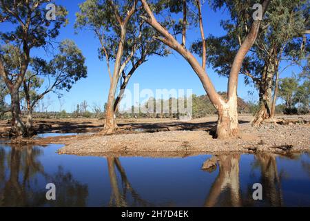 River Rotes Zahnfleisch wächst im Hugh River Stockfoto