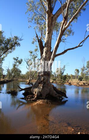 River Rotes Zahnfleisch wächst im Hugh River Stockfoto