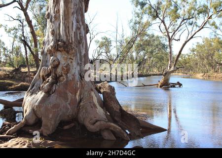 River Rotes Zahnfleisch wächst im Hugh River Stockfoto