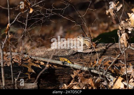 Seitenansicht eines östlichen Chipmunk (Tamias striatus) auf einem Baumstamm in einem Wald in Michigan, USA. Stockfoto