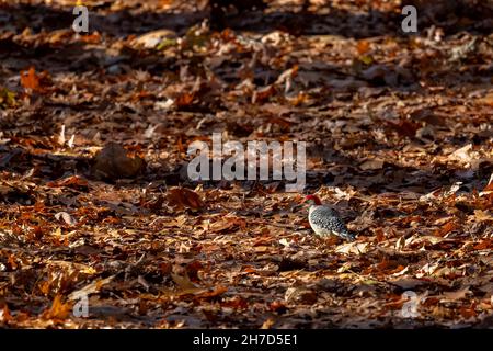 Männlicher Rotbauchspecht (Melanerpes carolinus), der im Herbst in Michigan, USA, auf Blättern mit einer Eichel im Mund steht. Stockfoto