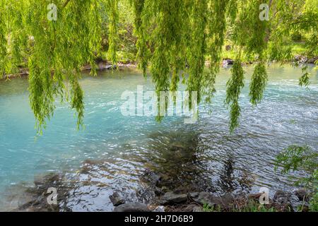 Eine weinende Weide am Ufer eines Baches mit blauem Wasser. Flora und Ökosystem Konzept Stockfoto