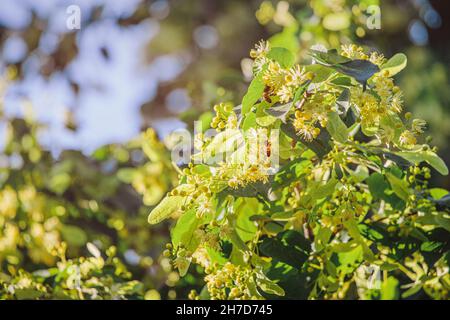 Bienen sammeln während der Blüte im Frühjahr Pollen aus den Blüten des Lindenbaums. Stockfoto