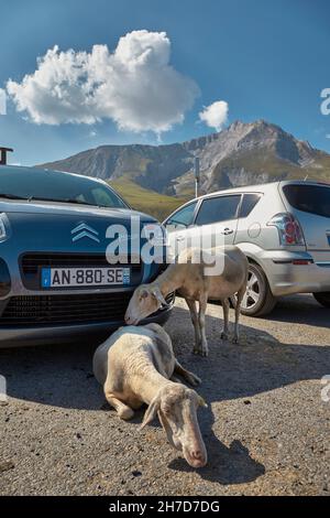 Schafe, die im Schatten eines geparkten Autos auf dem Col de Soulor in den Pyrenäen, Frankreich, Schutz bieten. Stockfoto