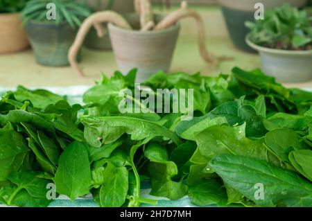 Essbare Blätter von Spinach (Spinacia oleracea) werden nach der Ernte und dem Waschen auf einem Tuch im Freien getrocknet, um die Lagerung vorzubereiten Stockfoto