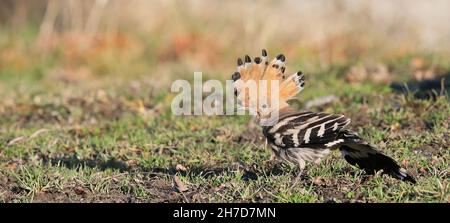 Wiedehopf / bunte Vögel / aufgehobener Kamm Stockfoto