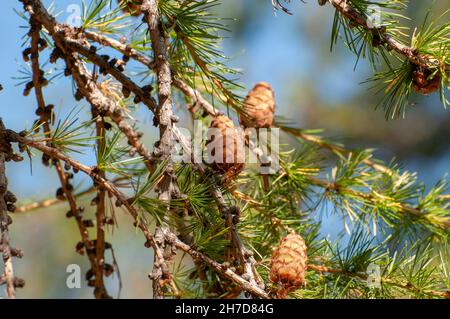 Swiss Mountain Pine (Pinus mugo) bekannt als schleichende Kiefer, Zwerg mountainpine, mugo Pine Mountain Pine oder Gestrüpp mountain pine ist eine Pflanzenart aus der Gattung der Nadelbaum, Stockfoto