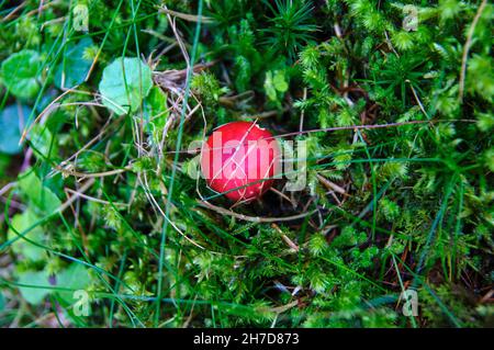 Amanita muscaria, allgemein bekannt als the fly Agaric oder amanita fliegen, ist ein basidiomycet der Gattung Amanita. Es ist auch ein muscimol Pilz. Native thr Stockfoto